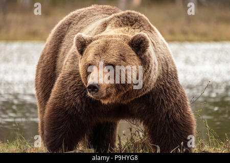 Eurasischer Braunbär in Wald in Finnland Stockfoto