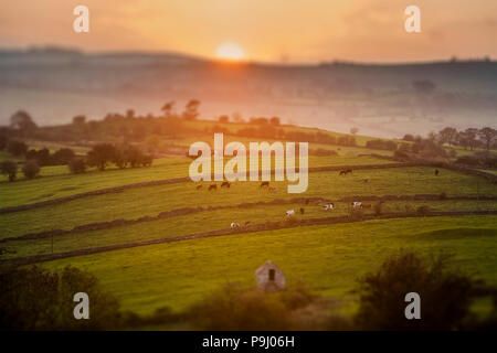 Kühe weiden bei Sonnenuntergang in Derbyshire mit Tilt Shift Focus Effekt Stockfoto