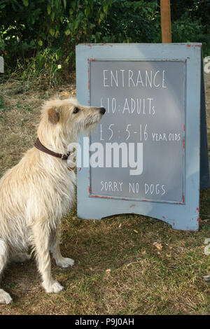 UK. Ein lurcher Hund neben dem Eingang zu einem lokalen Music Festival, mit einem Schild mit der Aufschrift "Sorry, keine Hunde' Stockfoto