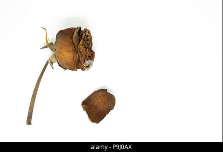 Closeup verdorrt, Rot auf weißem Hintergrund rose isoliert. Enttäuschung Liebe oder gebrochenes Herz Konzept Stockfoto