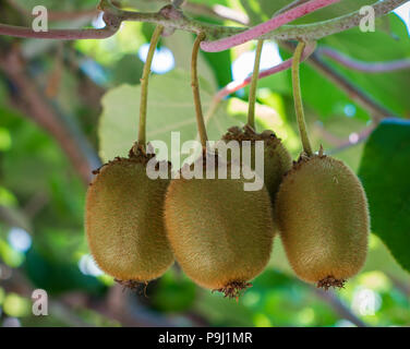 Kiwis oder Kiwi (Actinidia deliciosa). Chinesische Stachelbeere. Blätterdach Schutz der Kiwi Reben, Kiwis Stockfoto