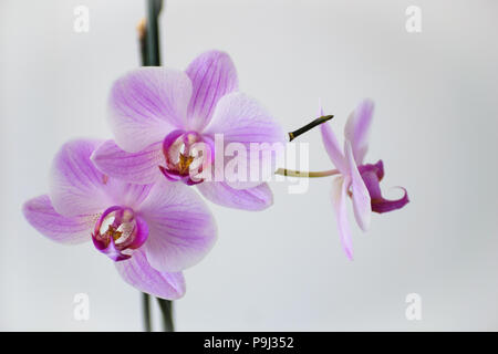 Orchidee Blumen close up-violett rosa Farbe auf weißem Hintergrund Stockfoto