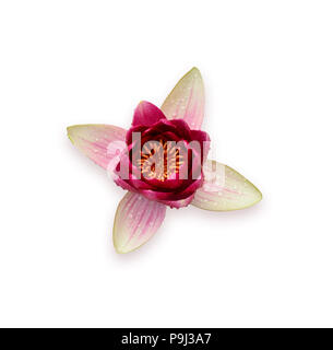 Lila Lotus auf weißem Hintergrund. Rosa Blume. Stockfoto