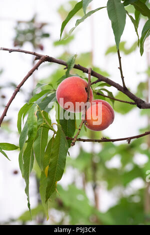 Prunus Persica 'Avalon stolz". Pfirsich 'Avalon Stolz' auf einem Baum an der RHS Hampton Court Flower Show 2018. London, Großbritannien Stockfoto