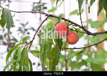 Prunus Persica 'Avalon stolz". Pfirsich 'Avalon Stolz' auf einem Baum an der RHS Hampton Court Flower Show 2018. London, Großbritannien Stockfoto