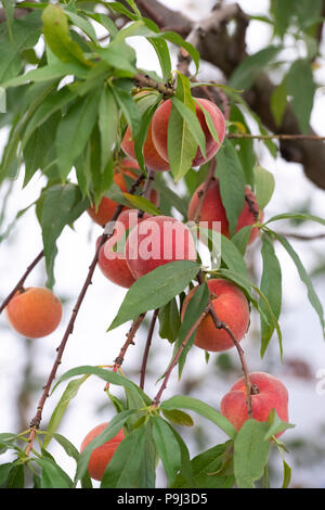 Prunus Persica 'Avalon stolz". Pfirsich 'Avalon Stolz' auf einem Baum an der RHS Hampton Court Flower Show 2018. London, Großbritannien Stockfoto