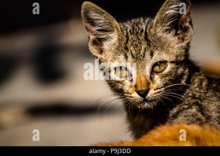 Beste Katze Foto für Lager verwenden Stockfoto