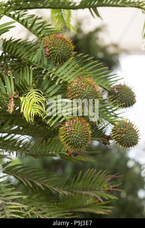 Wollemia nobilis. Wollemi Pine Tree Laub und Runde Kegeln Stockfoto