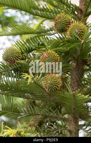 Wollemia nobilis. Wollemi Pine Tree Laub und Runde Kegeln Stockfoto