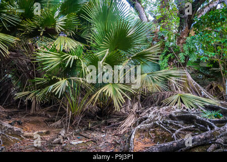 Einen großen grünen Busch in den undurchdringlichen Dickicht des Dschungels. Gemäßigten Regenwald mit Farn, Fiordland National Park, South Island, Neuseeland Stockfoto