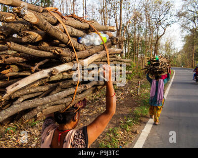 Indischer womans Brennholz auf dem Kaladhungi-Nainital Straße, Kaladhungi, Uttarakhand, Indien Stockfoto