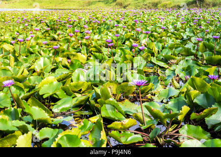 Lotus lilly Flower - Natur Hintergrund. Lila Lilie Blume in künstlichen Teich. Port Blair Andamanen und Nikobaren Indien Stockfoto