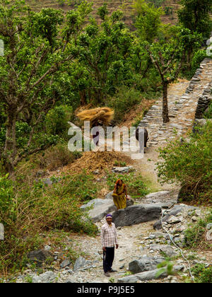 Indische Menschen war Dalkanya Nandhour Tal in der Nähe des Dorfes, Kumaon Hügel, Uttarakhand, Indien Stockfoto