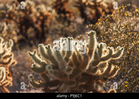 Sonnenuntergang an der Cholla Cactus Garden, Joshua Tree National Park Stockfoto