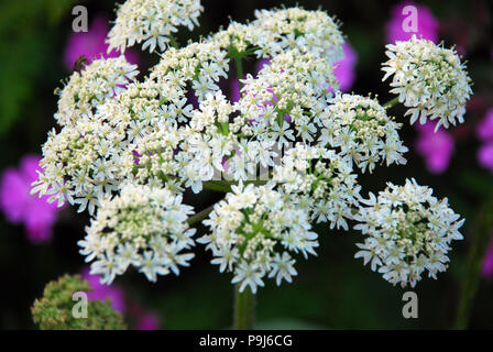 Kuh Petersilie (Anthriscus Sylvestris) Stockfoto