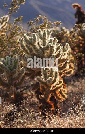 Sonnenuntergang an der Cholla Cactus Garden, Joshua Tree National Park Stockfoto