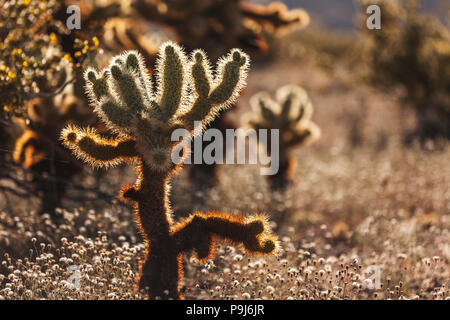 Sonnenuntergang an der Cholla Cactus Garden, Joshua Tree National Park Stockfoto