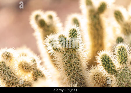 Sonnenuntergang an der Cholla Cactus Garden, Joshua Tree National Park Stockfoto