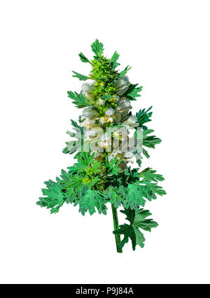 Blühende motherwort oder leonurus Cardiaca - heilpflanze auf einem weißen Hintergrund. Andere Namen: Werfen - Johanniskraut, Lion's Ohr, und Lion's Tail, Raw m Stockfoto
