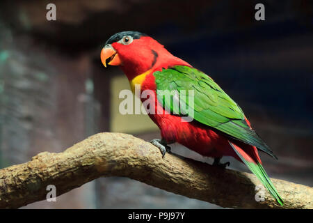 Schöne rote Papagei Vogel hautnah Stockfoto