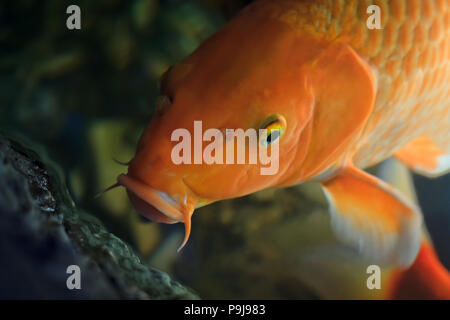 Koi-Karpfen schwimmen unter Wasser (Cyprinus Rubrofuscus) Stockfoto