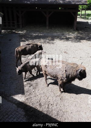 Familie von starken vier Wisente stehen auf sandigen Boden im Gehäuse bei der Stadt Pszczyna in Polen im Jahr 2018, warmen, sonnigen Frühlingstag im Mai - Vertikal Stockfoto