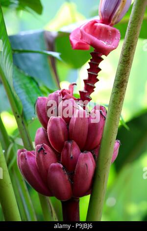 Rosa Bananen wachsen wild in einem Dschungel in Costa Rica Stockfoto
