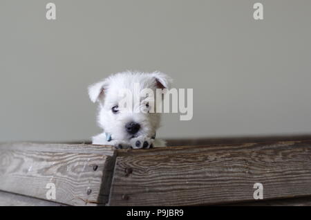 Nette und wunderschöne Westie Welpen mit einem blauen Kragen auf der Suche aus dem Nest Stockfoto