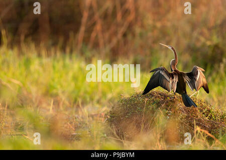 Oriental-Darter (Anhinga Melanogaster), Thailand Stockfoto