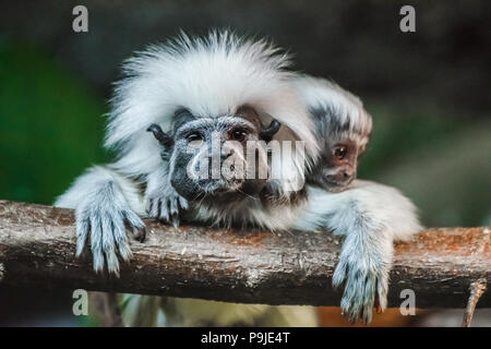 Baumwolle Tamarin mit Baby (Saguinus oedipus) zu Ihnen schauen Stockfoto