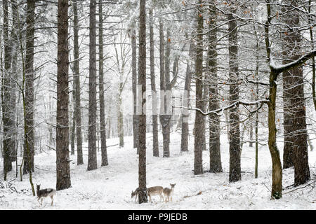 Damwild (Dama Dama), Nahrungssuche in einem verschneiten Winterwald, Amsterdamse waterleiding Duinen, Niederlande. Stockfoto