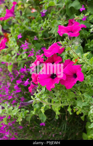 Bunte Blumenampeln. Stockfoto