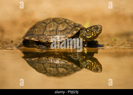 Europäische Sumpfschildkröte - Emys orbicularis, schöne gefährdeten turle aus europäischen Gewässern und Sümpfen. Stockfoto