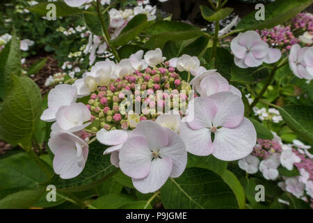 Weiß lacecap Hydrangea macrophylla Teller Weiß, eine Sorte von Libelle Stockfoto