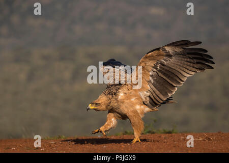 Tawny Eagle (Aquila rapax), Zimanga Private Game Reserve, KwaZulu-Natal, Südafrika, Stockfoto