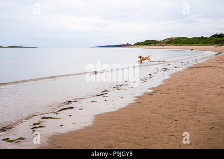 Einen gelben Labrador Hund spielen am Strand bei niedrigen Newton am Meer, England, Großbritannien Stockfoto