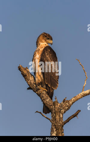 Tawny Eagle (Aquila rapax), Zimanga Private Game Reserve, KwaZulu-Natal, Südafrika Stockfoto