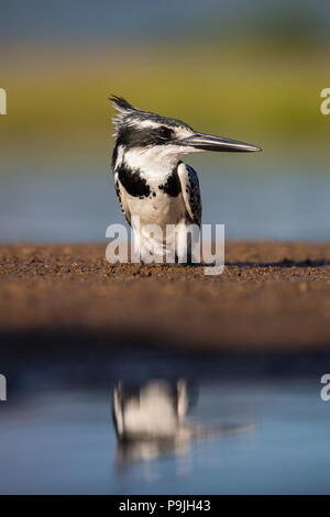 Pied Kingfisher (Ceryle rudis) Weiblich, Zimanga Private Game Reserve, KwaZulu-Natal, Südafrika, Stockfoto