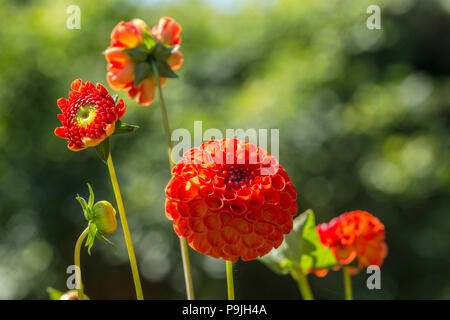 Tief orange kleine Miniatur pom pom Dahlia, ball Dahlie, Stockfoto