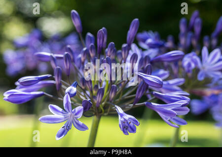 Agapanthus Northern Star, blaue Blüten. Stockfoto