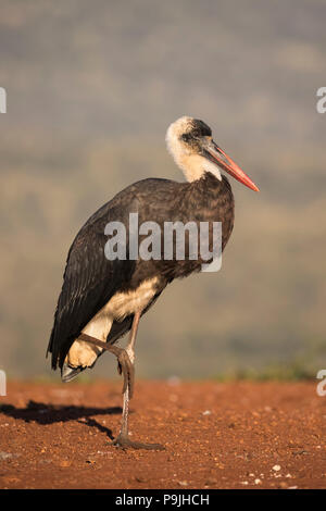 Woollynecked Storch (Ciconia episcopus), Zimanga Private Game resewrve, KwaZulu-Natal, Südafrika Stockfoto