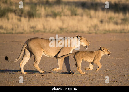 Löwin mit Cub (Panthera leo), Kgalagadi Transfrontier Park, Südafrika Stockfoto