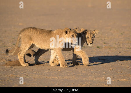 Der löwinnen (Panthera leo), Kgalagadi Transfrontier Park, Südafrika, Stockfoto