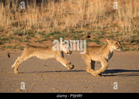 Der löwinnen (Panthera leo) spielen, Kgalagadi Transfrontier Park, Südafrika Stockfoto