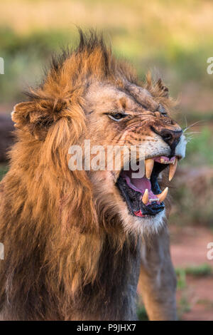 Löwe (Panthera leo), flehmen Grimasse, Zimanga Private Game Reserve, KwaZulu-Natal, Südafrika, Stockfoto