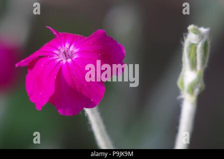 Rosa Blume (Silene coronaria) Stockfoto