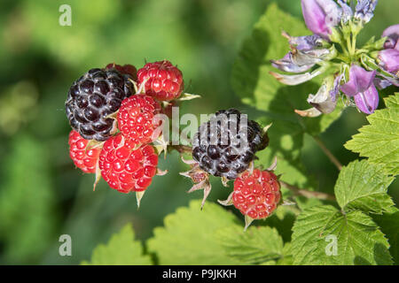 Wilde Schwarze Himbeere (Rubus occidentalis) Beeren, Iowa, USA Stockfoto