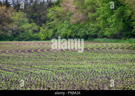 Mais Feld am Anfang Sommer mit frischen Setzlingen, Iowa, USA Stockfoto