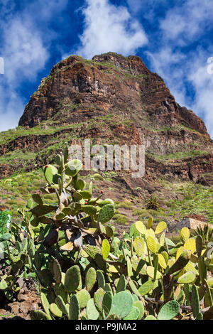 Kaktus auf dem Berg im Hintergrund. Landschaft der Wüste Stockfoto