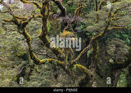 Neuseeland Regenwald, dichtes Moos Zweigen bedeckt, Fiordland National Park, Southland, Neuseeland Stockfoto
